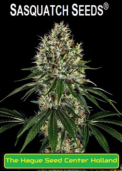 mountainberry-skunk-feminized-cannabis-seeds