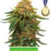 Orange Bud autoflower cannabis seeds