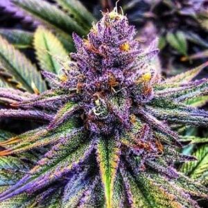 purple divine Marijuana seeds