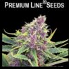 purple kush autoflower cannabis seeds