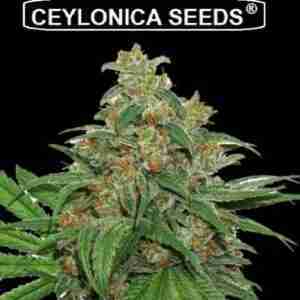 special ak47 ceylonica feminized cannabis seeds