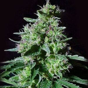 top-44-autoflower-marijuana-seed