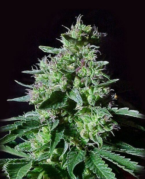 top-44-autoflower-marijuana-seed