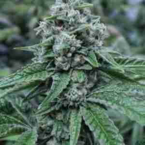 warlock feminized cannabis seeds
