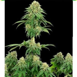 Girl Scout Cookie feminized cannabis seeds