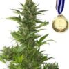 Amnesia Haze feminized cannabis seeds