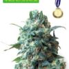 super silver haze feminized cannabis seeds.