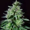 Top 44 Feminized Cannabis Seeds