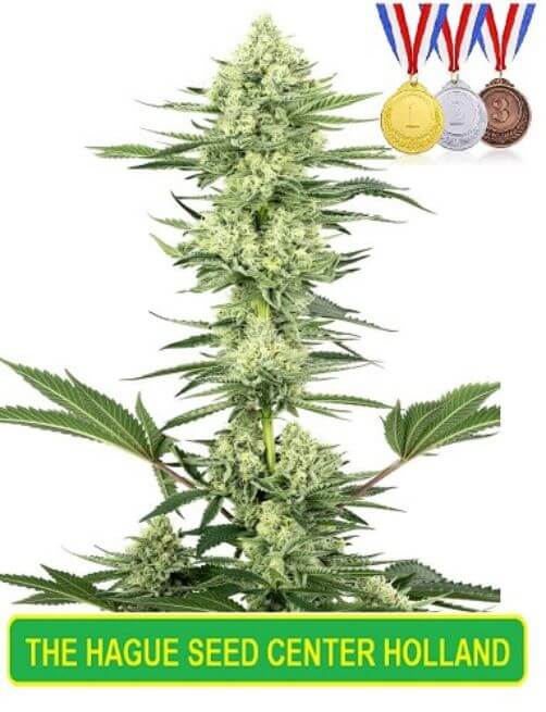 white amnesia weed seeds from holland.