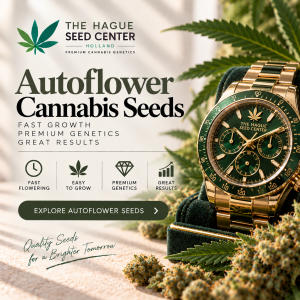 Autoflower Cannabis Seeds