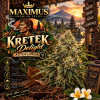 Kretek Delight Autoflower Cannabis Seeds by Maximus Premium Seeds