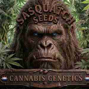 Sasquatch Seeds