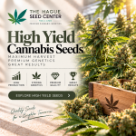 High Yield Seeds - Feminized
