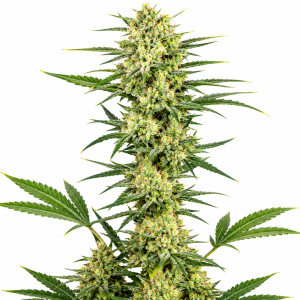 NLX Ultra cannabis seeds autoflower